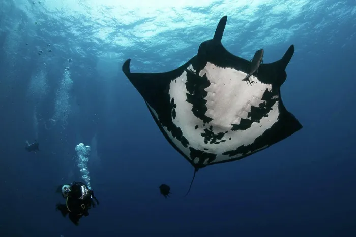 Framed Print : Black oceanic giant manta ray (Mobula birostris) and scuba diver in San Benedicto Island, Revillagigedo, Mexico