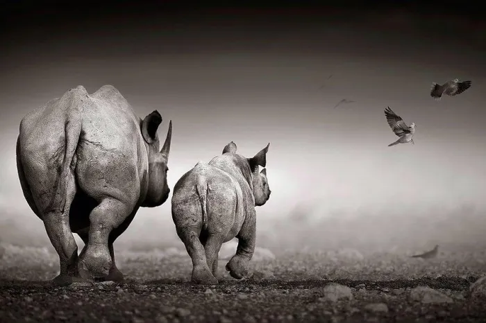 Framed Print : Black rhino cow with calf Framed Print : Black rhino cow with calf