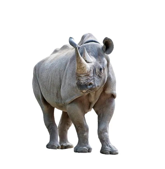 Framed Print : black rhinoceros on white background black rhinoceros isolated on white background Copyright: xZoonar Framed Print : black rhinoceros on white background black rhinoceros isolated on white background Copyright: xZoonar