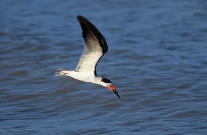 Framed Print : Black Skimmer (Rynchops niger) skims water to catch fish Framed Print : Black Skimmer (Rynchops niger) skims water to catch fish