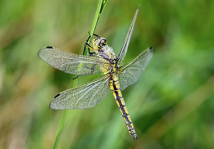 Framed Print : Black-tailed Skimmer (Orthetrum cancellatum), female covered in morning dew, Switzerland, Europe Framed Print : Black-tailed Skimmer (Orthetrum cancellatum), female covered in morning dew, Switzerland, Europe