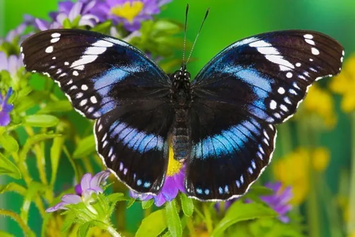 Framed Print : Black-Tipped Diadem Butterfly Framed Print : Black-Tipped Diadem Butterfly