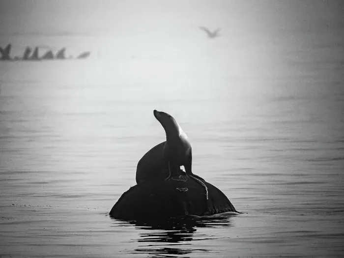 Framed Print : Black And White California California Sea Lion (Zalophus Californianus) Strikes A Pose In Montrey Bay Boat Harbor Framed Print : Black And White California California Sea Lion (Zalophus Californianus) Strikes A Pose In Montrey Bay Boat Harbor