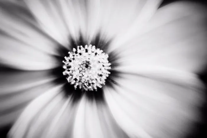 Framed Print : Black and white close up of Cosmos flower Framed Print : Black and white close up of Cosmos flower