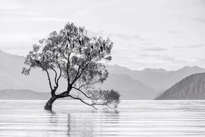 Framed Print : Black and white shot of the Wanaka tree, Wanaka Lake, Otago, New Zealand