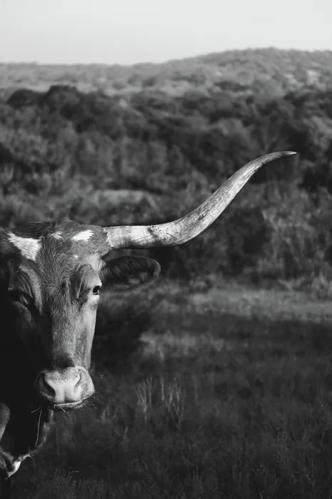 Framed Print : Black and white Texas Longhorn portrait with hills and landscape in background of cow