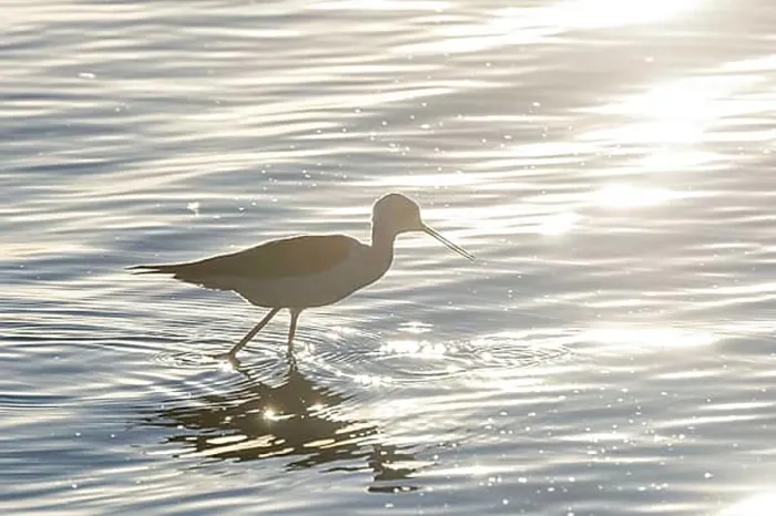 Framed Print : Black Winged Stilt in Water (Himantopus himantopus) Wader Bird Stilt Framed Print : Black Winged Stilt in Water (Himantopus himantopus) Wader Bird Stilt