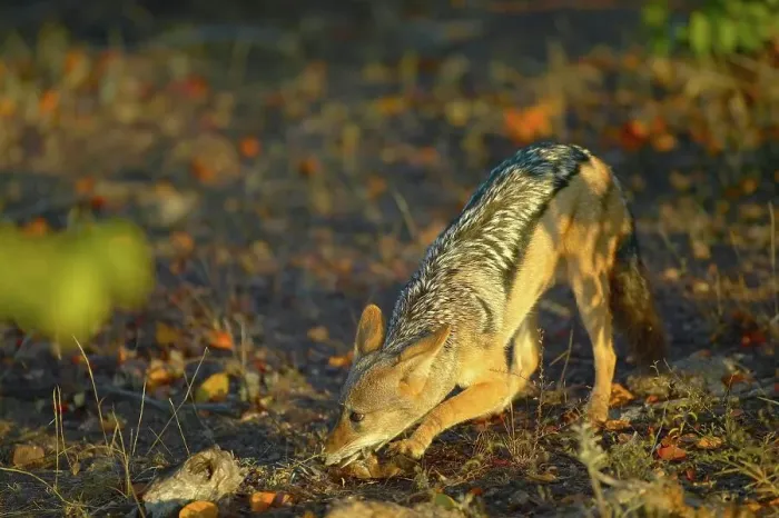 Framed Print : Blackbacked Jackal (Canis mesomelas) in veld chewing a bone Framed Print : Blackbacked Jackal (Canis mesomelas) in veld chewing a bone