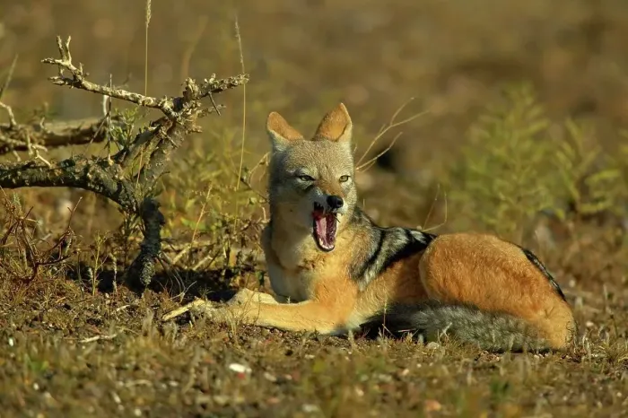 Framed Print : Blackbacked Jackal (Canis mesomelas) in veld with a stick stuck in its mouth