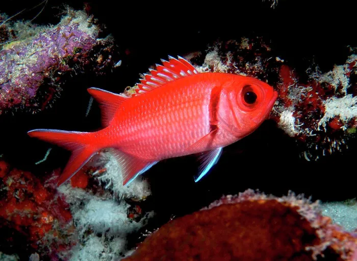 Framed Print : Blackbar soldierfish (Myripristis jacobus) in reef, Bonaire Framed Print : Blackbar soldierfish (Myripristis jacobus) in reef, Bonaire