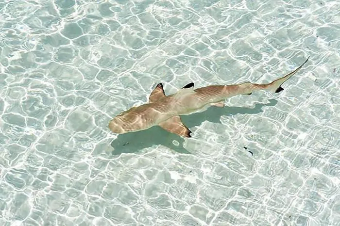 Framed Print : Blacktip Reef Shark (Carcharhinus melanopterus), Kurendhoo Island, Lhaviyani Atoll, Maldives, Asia Framed Print : Blacktip Reef Shark (Carcharhinus melanopterus), Kurendhoo Island, Lhaviyani Atoll, Maldives, Asia
