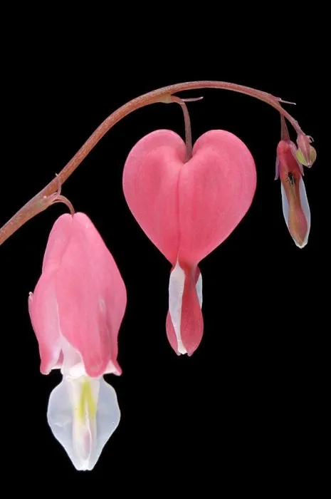 Framed Print : Bleeding heart flowers (Dicentra spectabilis), close-up Framed Print : Bleeding heart flowers (Dicentra spectabilis), close-up