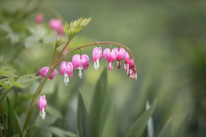 Framed Print : Bleeding heart flowers in springtime. Nature floral background Framed Print : Bleeding heart flowers in springtime. Nature floral background