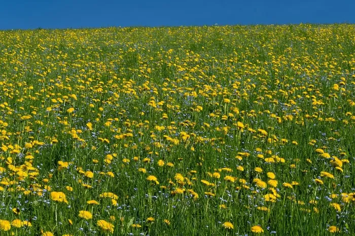 Framed Print : Blooming dandelions in a meadow near Erbezzo, Lessinia, Veneto, Italy, Europe Framed Print : Blooming dandelions in a meadow near Erbezzo, Lessinia, Veneto, Italy, Europe