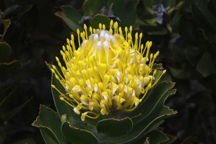 Framed Print : Blooming Pincushion Protea (Leucospermum species), Table Mountain National Park, Cape Town, South Africa, Africa Framed Print : Blooming Pincushion Protea (Leucospermum species), Table Mountain National Park, Cape Town, South Africa, Africa