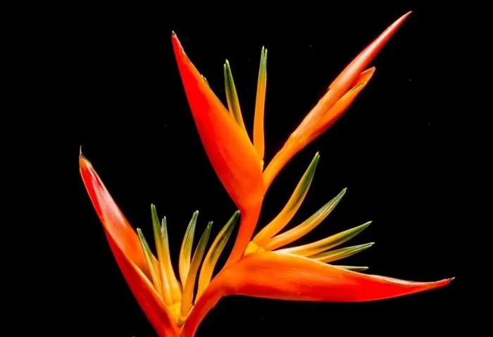 Framed Print : blossom bloom flower red close up Framed Print : blossom bloom flower red close up