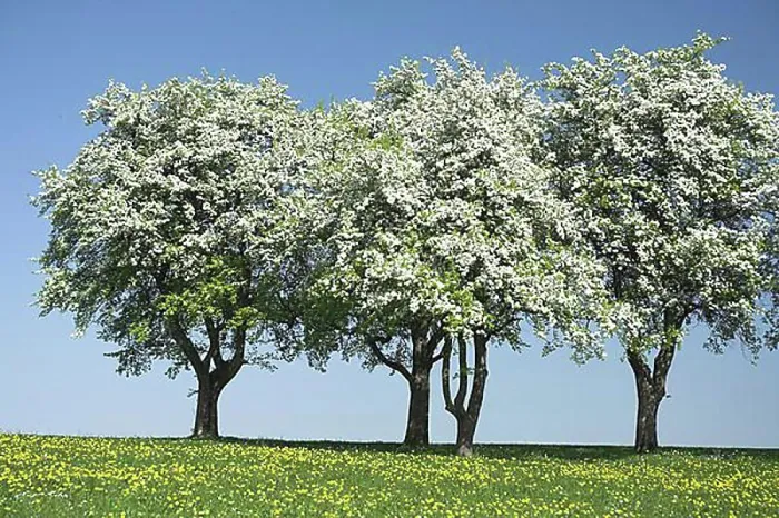 Framed Print : Blossoming pear trees, Mostviertel Region, Lower Austria, Austria, Europe Framed Print : Blossoming pear trees, Mostviertel Region, Lower Austria, Austria, Europe