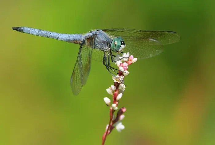 Framed Print : Blue Dasher male Pachydiplax longipennis at Viaduct Flats, Saanich BC Framed Print : Blue Dasher male Pachydiplax longipennis at Viaduct Flats, Saanich BC