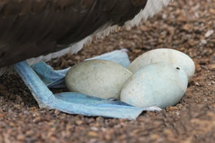 Framed Print : Blue-footed booby eggs in shallow nest, Ecuador, Floreana Island, Galapagos Isalnds Framed Print : Blue-footed booby eggs in shallow nest, Ecuador, Floreana Island, Galapagos Isalnds