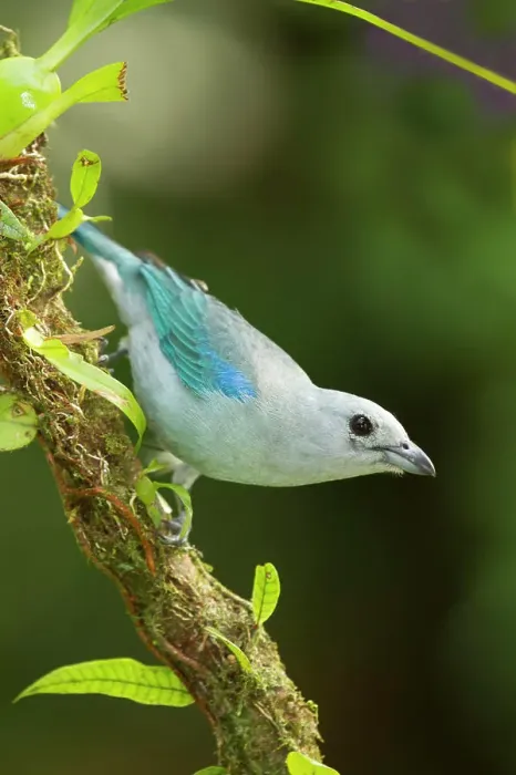 Framed Print : Blue-grey tanager, Thraupis episcopus, Costa Rica, Central America Framed Print : Blue-grey tanager, Thraupis episcopus, Costa Rica, Central America