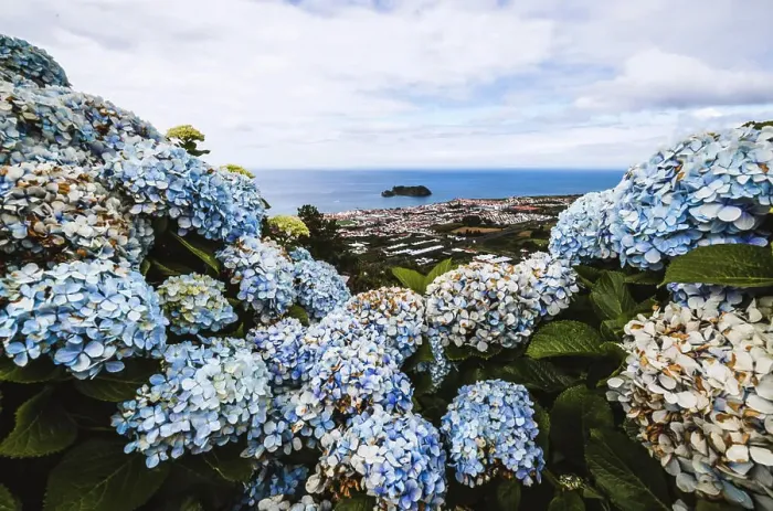 Framed Print : Blue hydrangea frame a gorgeous view of the ocean, Azores, Portugal Framed Print : Blue hydrangea frame a gorgeous view of the ocean, Azores, Portugal