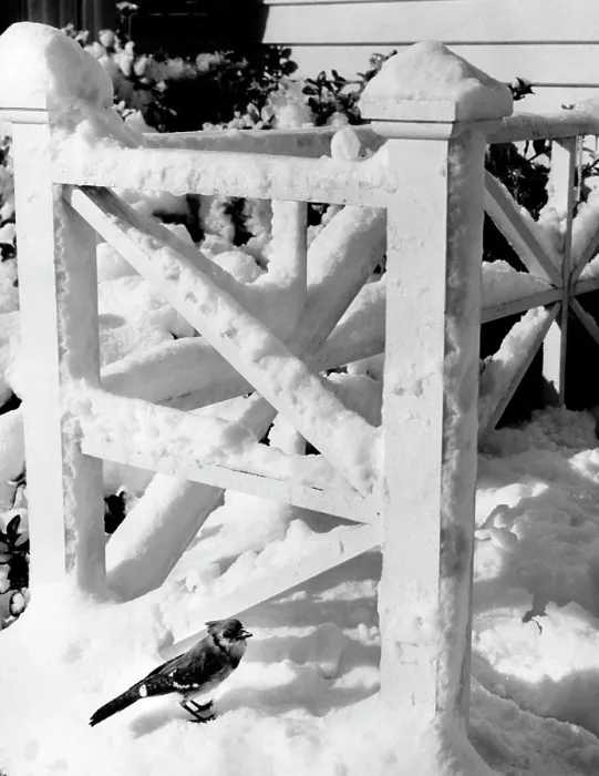 Framed Print : Blue jay near snow covered railing (Cyanocitta cristata) Framed Print : Blue jay near snow covered railing (Cyanocitta cristata)