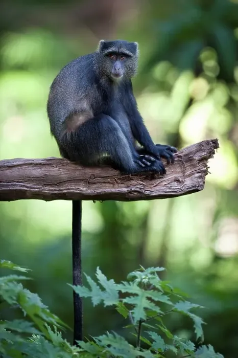 Framed Print : Blue monkey (Cercopithecus mitis) in ground-Water forest Framed Print : Blue monkey (Cercopithecus mitis) in ground-Water forest