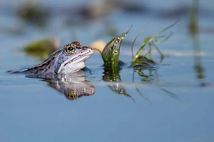 Framed Print : Blue moor frog (Rana arvalis) in courtship display in a water ditch, Lake Duemmer, Huede, Lower Saxony, Germany, Europe Framed Print : Blue moor frog (Rana arvalis) in courtship display in a water ditch, Lake Duemmer, Huede, Lower Saxony, Germany, Europe