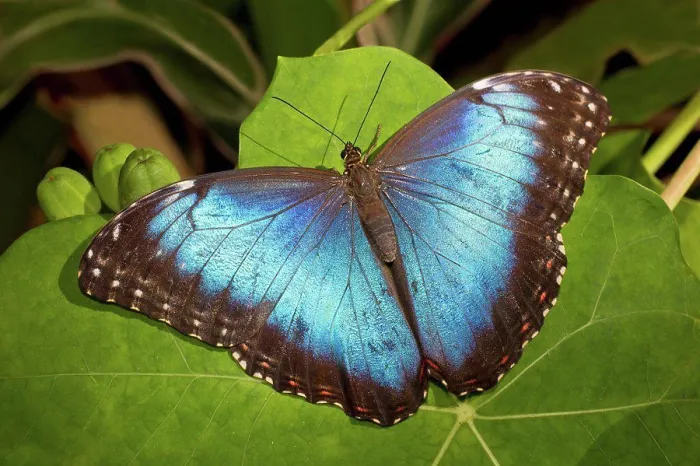 Framed Print : Blue morpho butterfly (Morpho Peleides) perched on green leaf