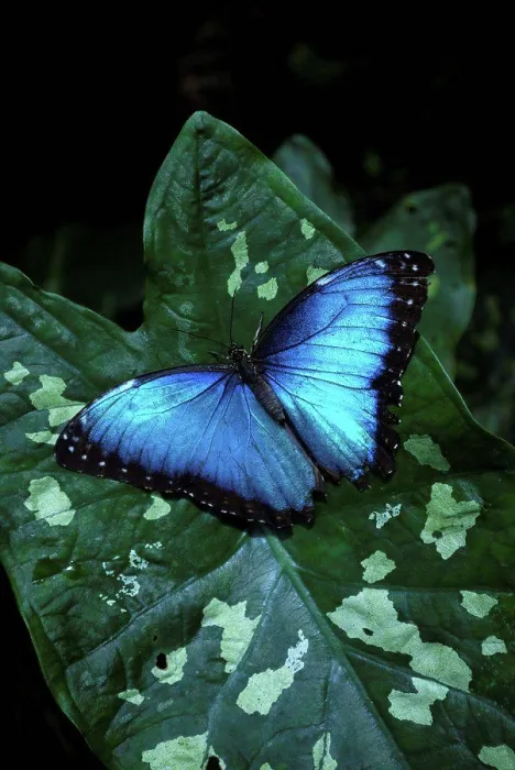 Framed Print : Blue Morpho on leaf in Costa Rica Framed Print : Blue Morpho on leaf in Costa Rica