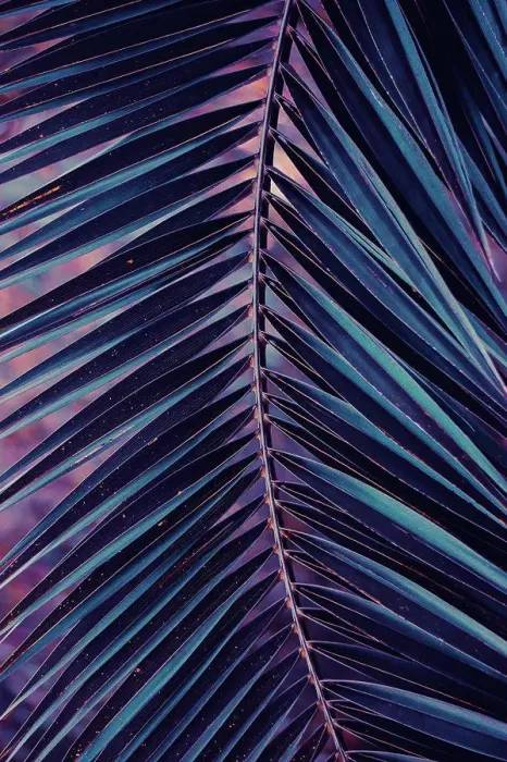 Framed Print : blue palm tree leaves, blue background Framed Print : blue palm tree leaves, blue background