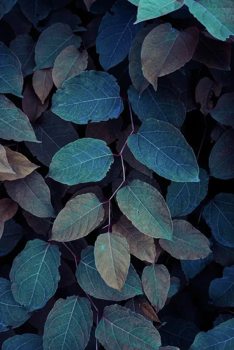 Framed Print : blue plant leaves in the nature in fall season, blue background Framed Print : blue plant leaves in the nature in fall season, blue background