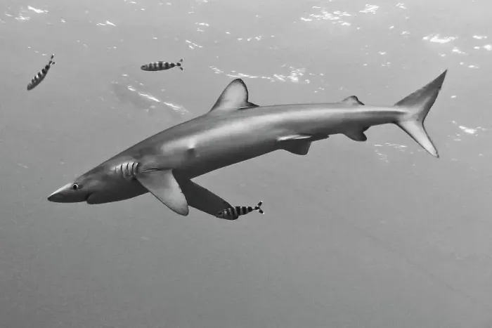 Framed Print : Blue shark (Prionace glauca) with small fish underwater Framed Print : Blue shark (Prionace glauca) with small fish underwater