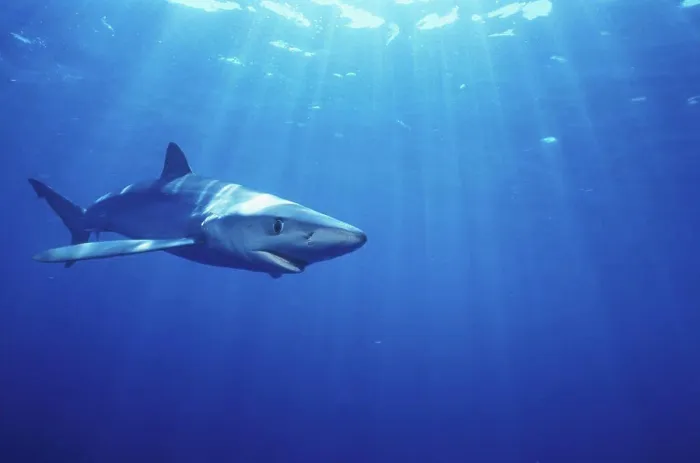 Framed Print : Blue shark swimming off the Cape of Good HopeSouth Africa
