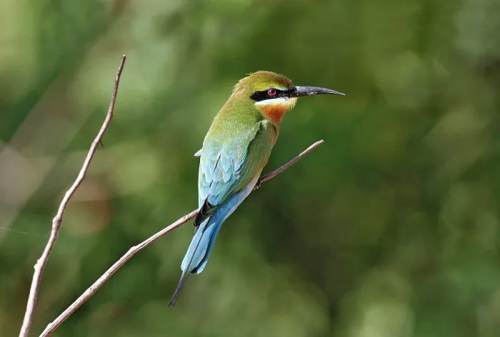 Framed Print : Blue-tailed Bee-eater (Merops philippinus) adult, perched on twig, Yala N.P. Sri Lanka, February