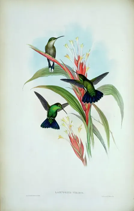 Framed Print : Blue-Tailed Mango (Lampornis Viridis) 1861 1861 John Gould (1804-1881 British) Monograph Academy of Natural Sciences Framed Print : Blue-Tailed Mango (Lampornis Viridis) 1861 1861 John Gould (1804-1881 British) Monograph Academy of Natural Sciences