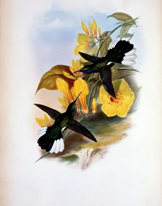 Framed Print : Blue-Throated Sabre-Wing (Campylopterus Ensipennis) by Gould Framed Print : Blue-Throated Sabre-Wing (Campylopterus Ensipennis) by Gould