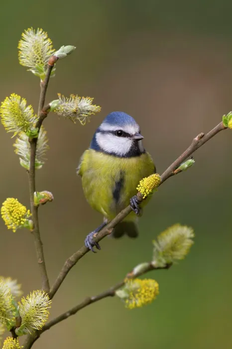 Framed Print : Blue Tit (Parus caeruleus). Cornwall - UK Framed Print : Blue Tit (Parus caeruleus). Cornwall - UK