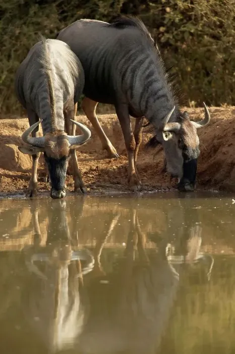 Framed Print : Blue Wildebeest (Connochaetes gnou) drinking at waterhole Framed Print : Blue Wildebeest (Connochaetes gnou) drinking at waterhole
