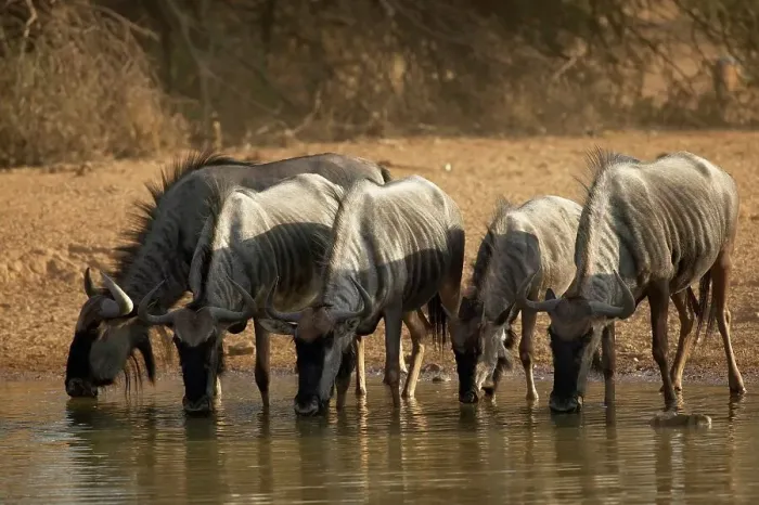 Framed Print : Blue Wildebeest (Connochaetes gnou) herd drinking at waterhole Framed Print : Blue Wildebeest (Connochaetes gnou) herd drinking at waterhole