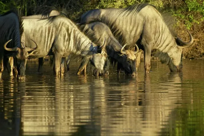 Framed Print : Blue Wildebeest (Connochaetes gnou) herd drinking at a waterhole Framed Print : Blue Wildebeest (Connochaetes gnou) herd drinking at a waterhole