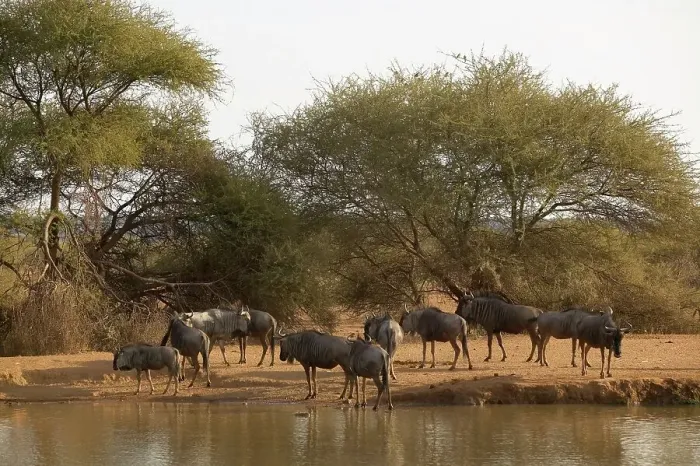 Framed Print : Blue Wildebeest (Connochaetes gnou) herd at waterhole Framed Print : Blue Wildebeest (Connochaetes gnou) herd at waterhole