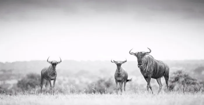 Framed Print : Three blue wildebeest, Connochaetes taurinus, stand in an open clearing, direct gaze, in black and white Framed Print : Three blue wildebeest, Connochaetes taurinus, stand in an open clearing, direct gaze, in black and white