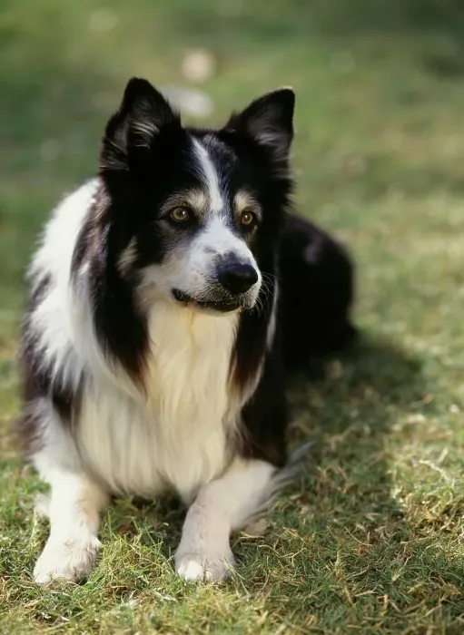 Framed Print : Border Collie, AKC, 7-year-old Scotty photographed in Phoenix