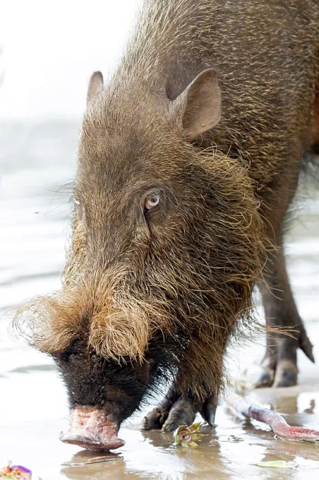 Framed Print : Bornean Bearded Pig on the beach Bako National Park, Sarawak, Malaysia, Borneo, Asia Date: Framed Print : Bornean Bearded Pig on the beach Bako National Park, Sarawak, Malaysia, Borneo, Asia Date: