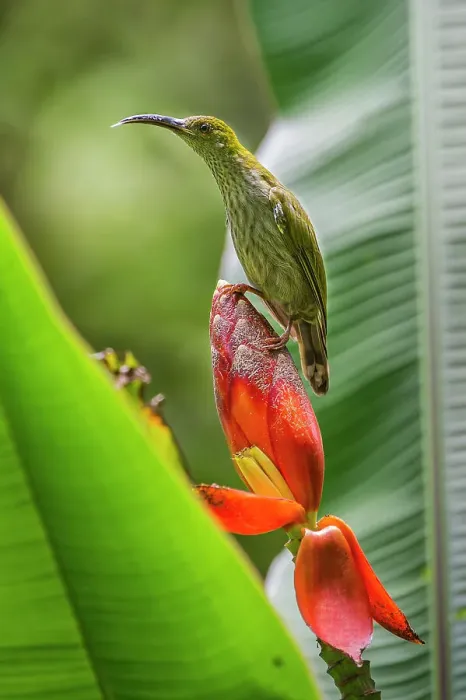 Framed Print : Bornean Spiderhunter (Arachnothera everetti) feeding at a wild banana flower Framed Print : Bornean Spiderhunter (Arachnothera everetti) feeding at a wild banana flower