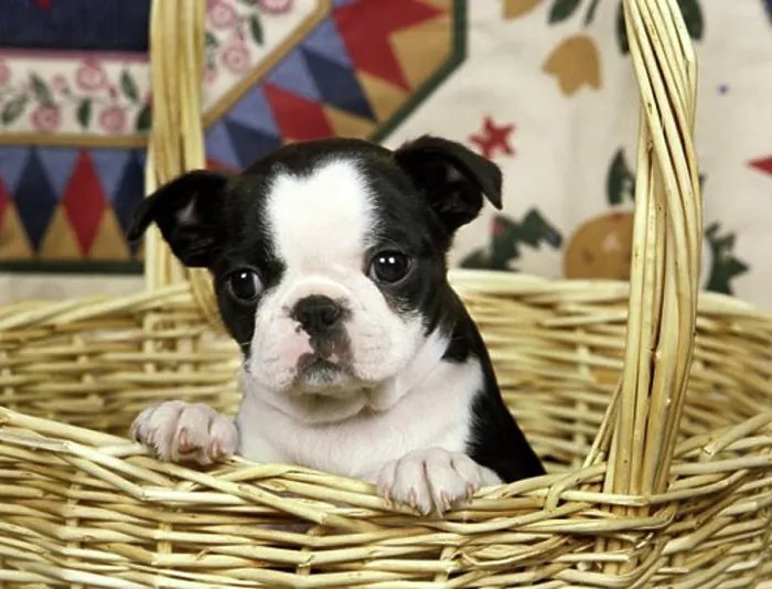 Framed Print : Boston Terrier puppy in a wicker basket Framed Print : Boston Terrier puppy in a wicker basket