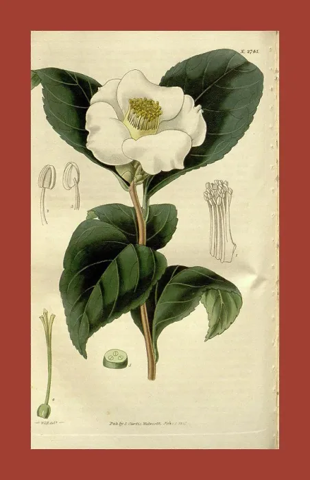 Framed Print : Botanical print by Sir William Jackson Hooker Framed Print : Botanical print by Sir William Jackson Hooker