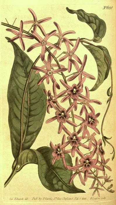 Framed Print : Botanical print by Sydenham Teast Edwards 1768 - 1819 Framed Print : Botanical print by Sydenham Teast Edwards 1768 - 1819