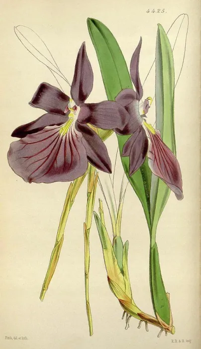 Framed Print : Botanical Print by Walter Hood Fitch 1817 - 1892 Framed Print : Botanical Print by Walter Hood Fitch 1817 - 1892